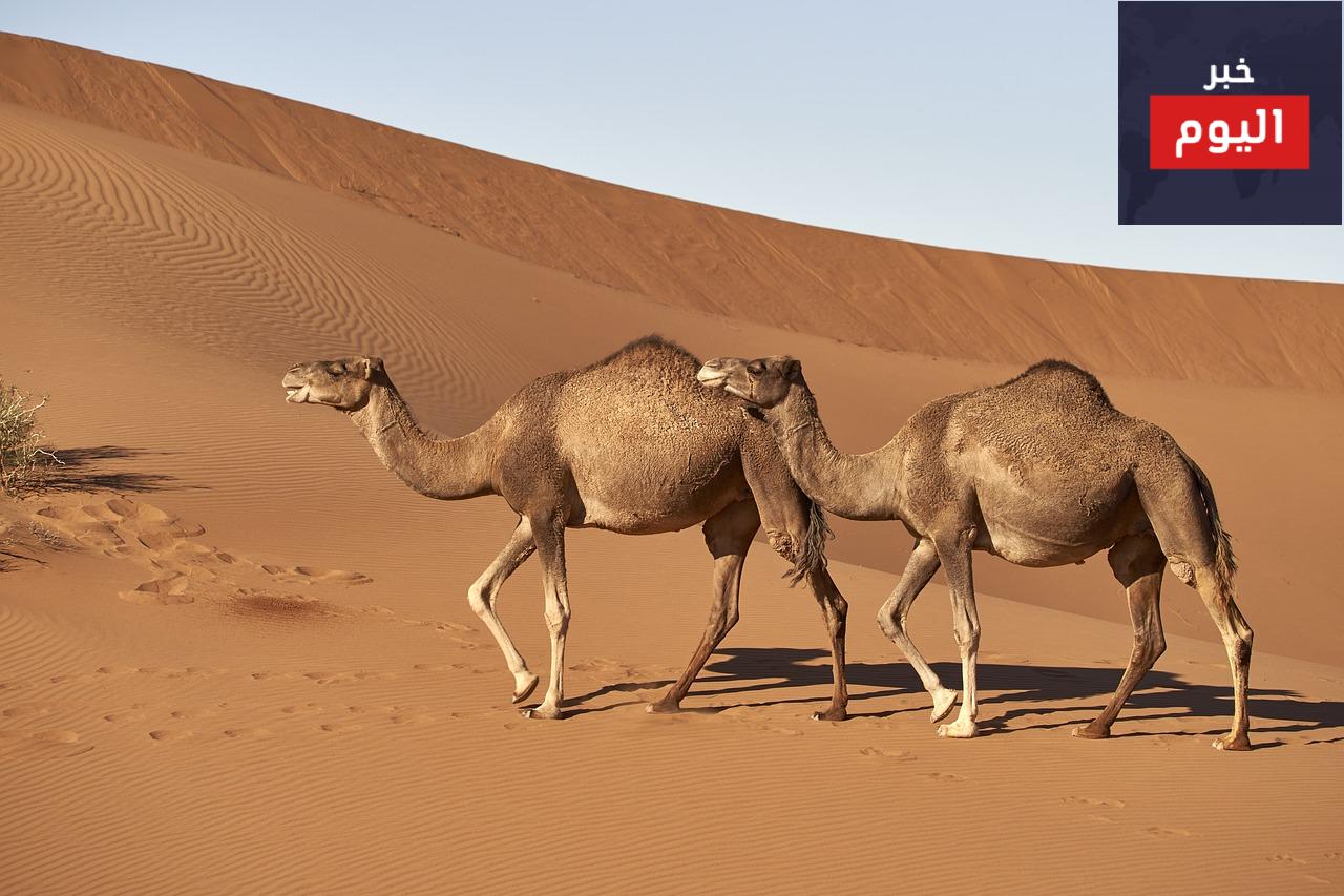 تفسير حلم شرب حليب الناقة