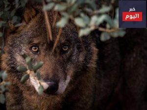 انواع الذئاب في الجزيرة العربية