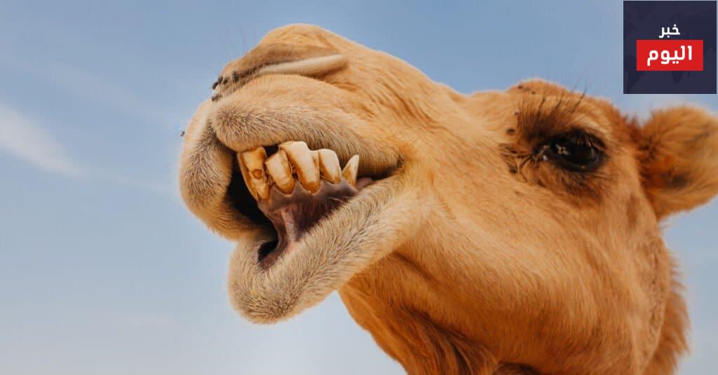 ما هو عدد أسنان الجمل