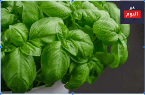 نباتات منزلية لعلاج الاجهاد