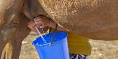 حليب الجمل .. حماية أكيدة من الأمراض الخطيرة !!