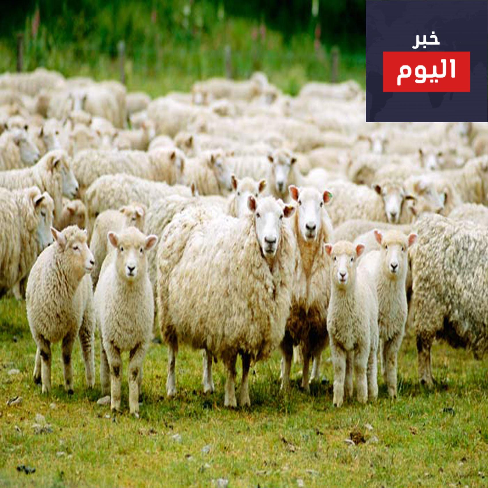 حكم زكاة الانعام