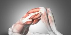 تمارين تشريح عضلات الجسم