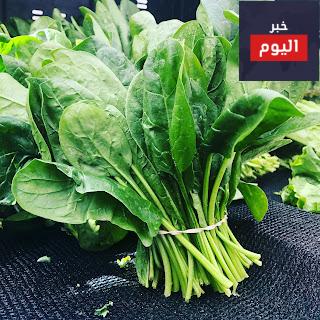 الفوائد الصحية التي نحصل عليها من السبانخ