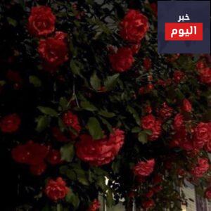 قصيدة سريالية