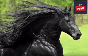 شعر عن الخيل