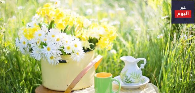 عبارات صباح الخير
