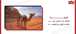 الإبل غير المرقمة