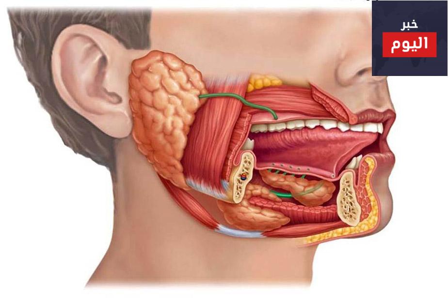 تمتاز الغدد اللعابية عن غيرها من الغدد بأنها