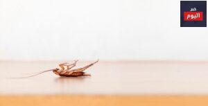 4 Tips to Get Rid of Cockroaches Overnight 1024x521 1