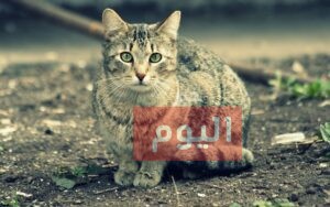طريقة تزاوج القطط