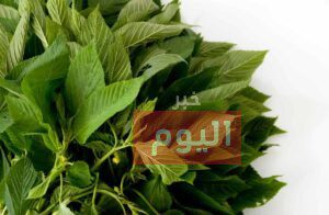 طريقة الملوخية الخضراء
