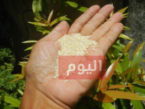 طريقة استعمال السمسم للحمل