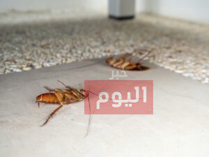 طريقة القضاء على الصراصير