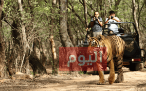 طريقة الحجز في سفاري نوفا