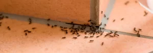 ظهور النمل في البيت بكثرة