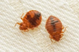 parasitic bed bugs on cloth 600nw 2255798623