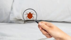 التخلص من البق بالريحان