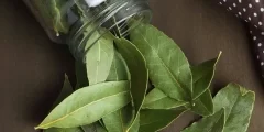 طرق استخدم ورق الغار لطرد الحشرات