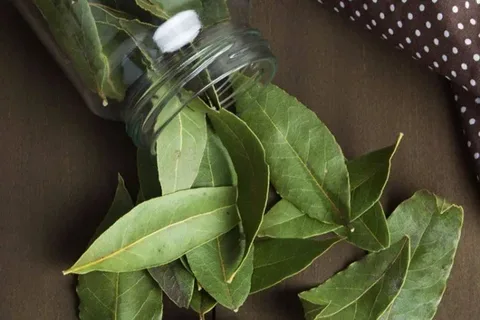 طرق استخدم ورق الغار لطرد الحشرات
