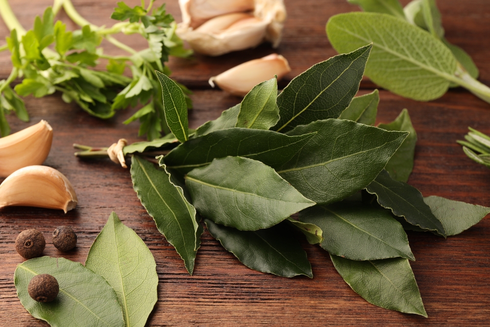 طرق استخدم ورق الغار لطرد الحشرات 2 طرق استخدم ورق الغار لطرد الحشرات