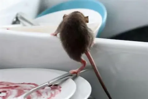 أفضل طريقة لقتل الجرذان